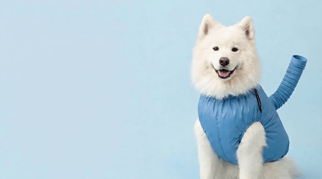 Samoyed dog using the Foldable Pet Hair Blow Dryer Bag